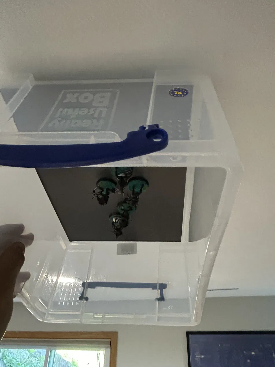 The tub held fully upside down overhead — every model still magnetized to the sheet, nothing falling